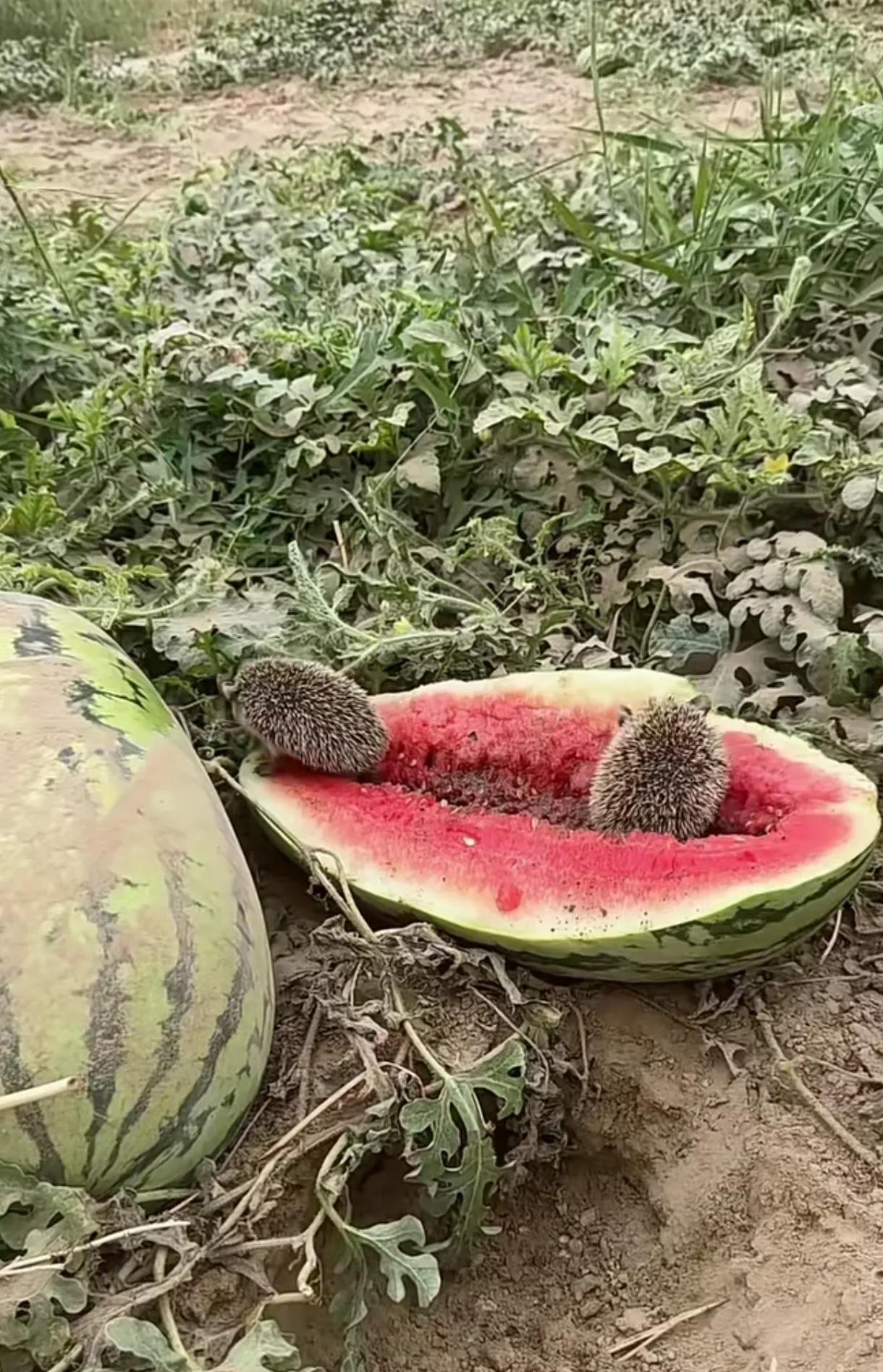 新疆塔里木盆地塔克拉玛干沙漠里有一个种瓜种大枣的人，每天开心的在不远处看小偷偷西