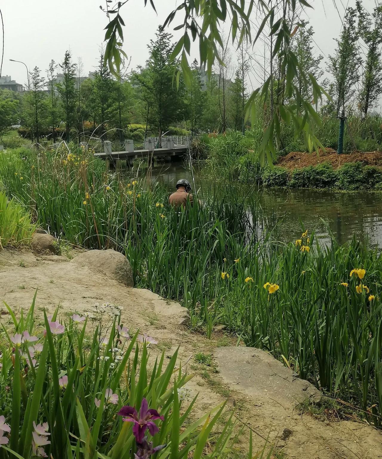 浙大今年取消了在江苏的综评，但不明白上海交大、复旦大学好像也一直不参与江苏的综评
