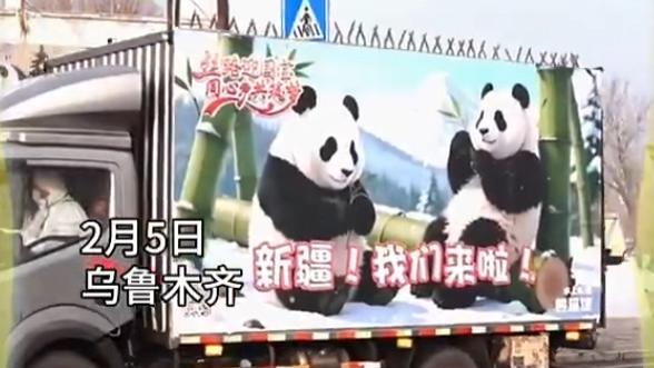 新疆这波赢麻了！两只“川普”顶流大熊猫空降乌市，太宠啦！