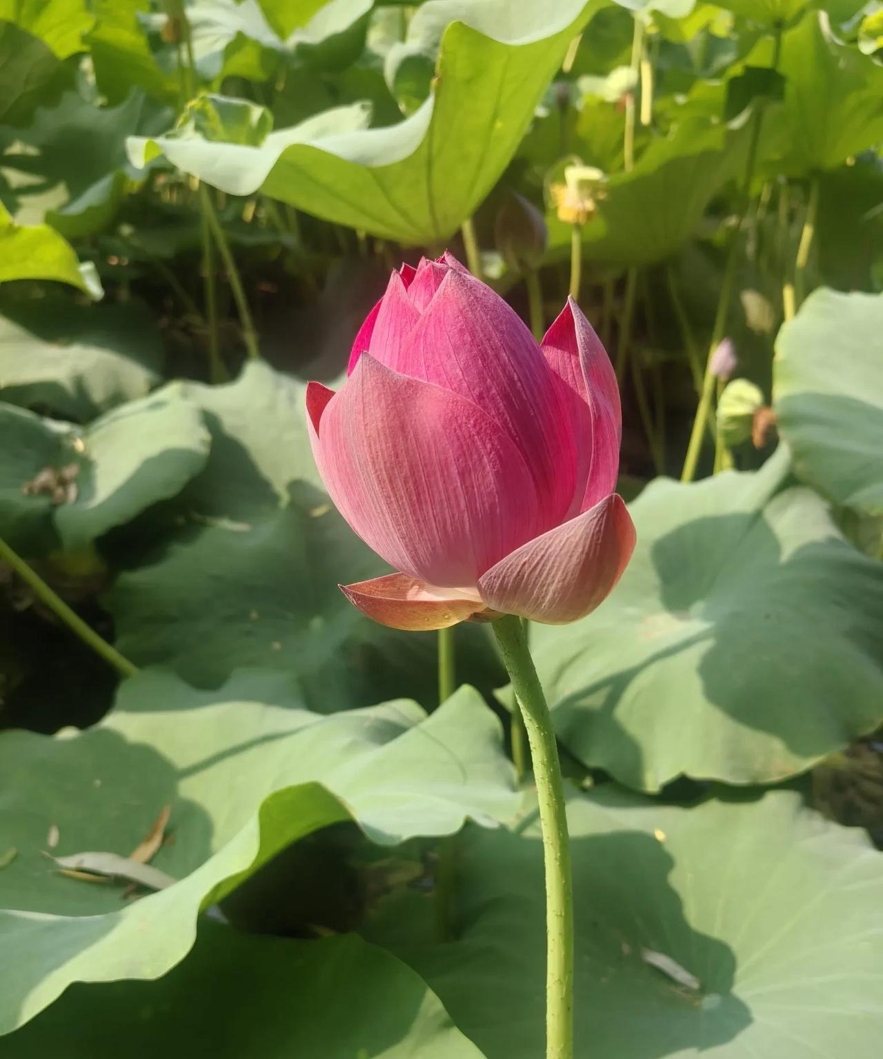 邻居阿姨和人吵架，
突发脑溢血去世快半个月了，
两家人一直在为赔偿金打官司，到现
