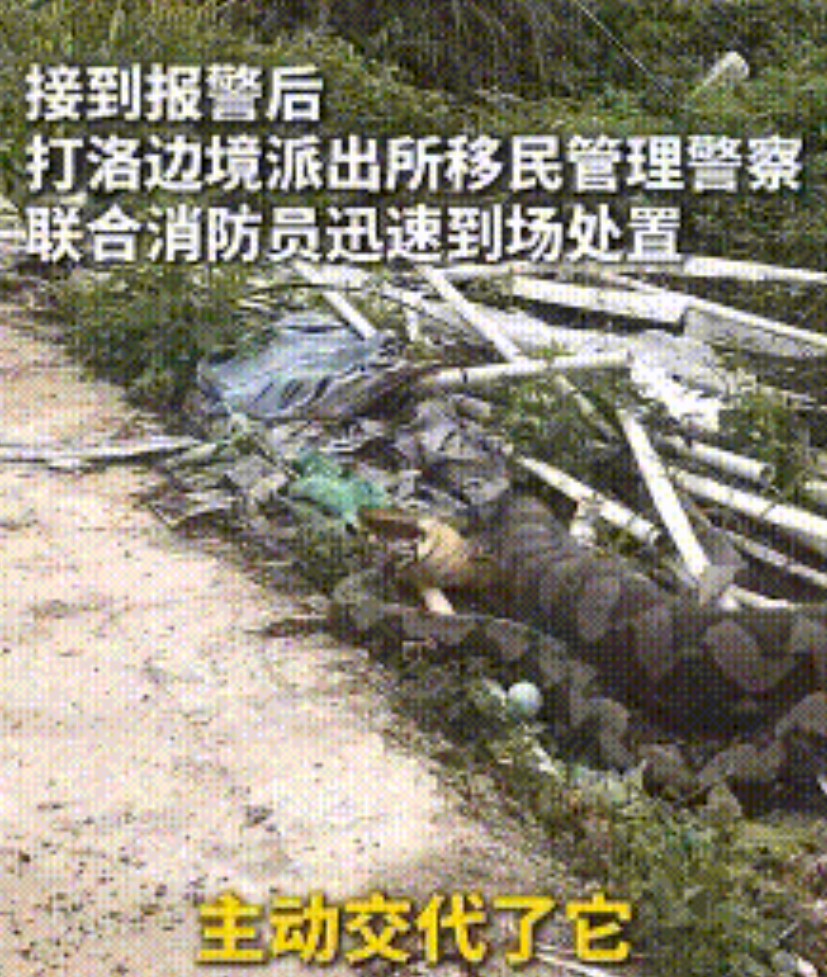 真听话！云南，4米巨蟒吞吃村民8只鸡，村民立刻报警，消防赶到发现它的真实身份是国