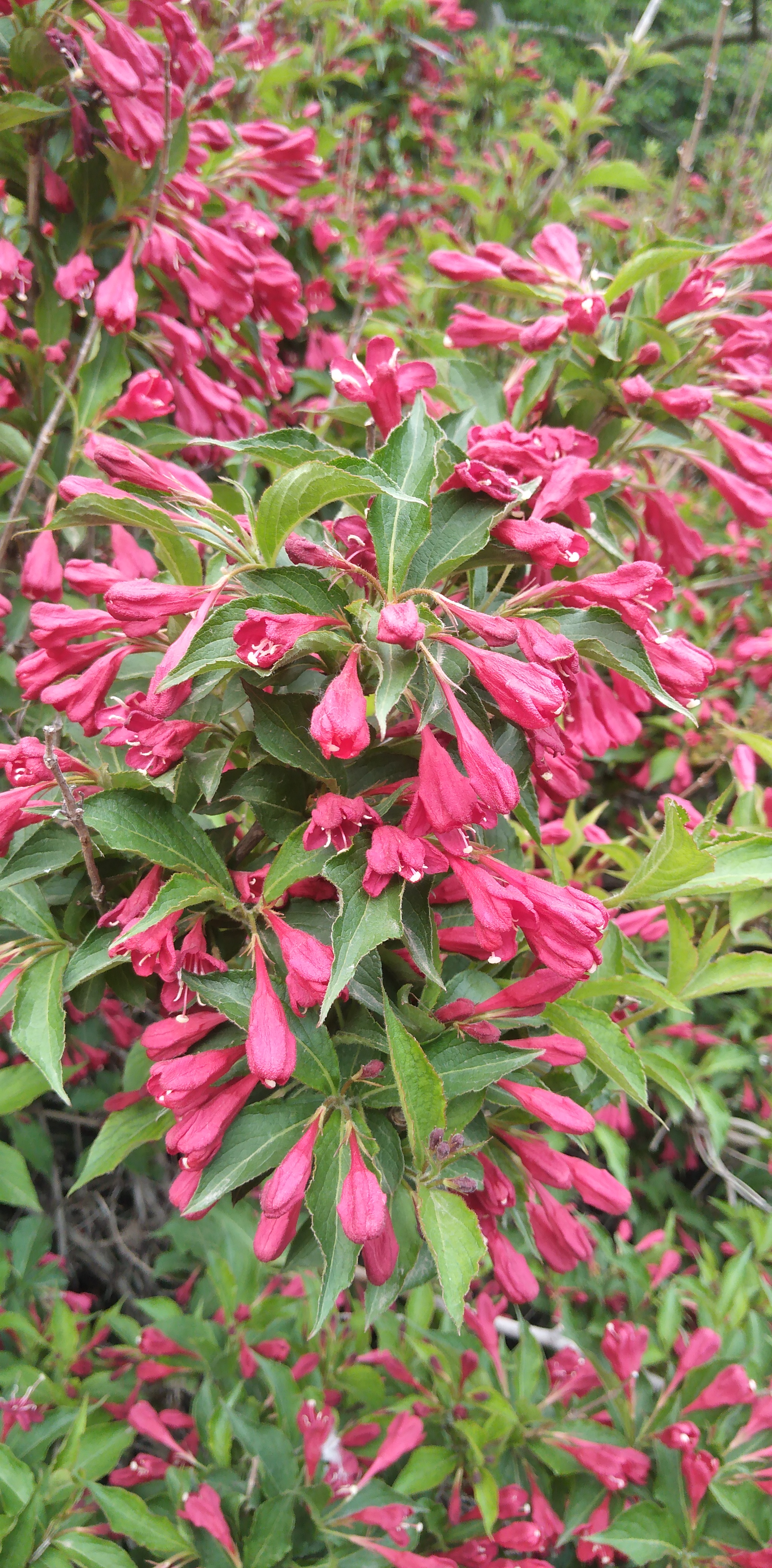红色王子锦带花