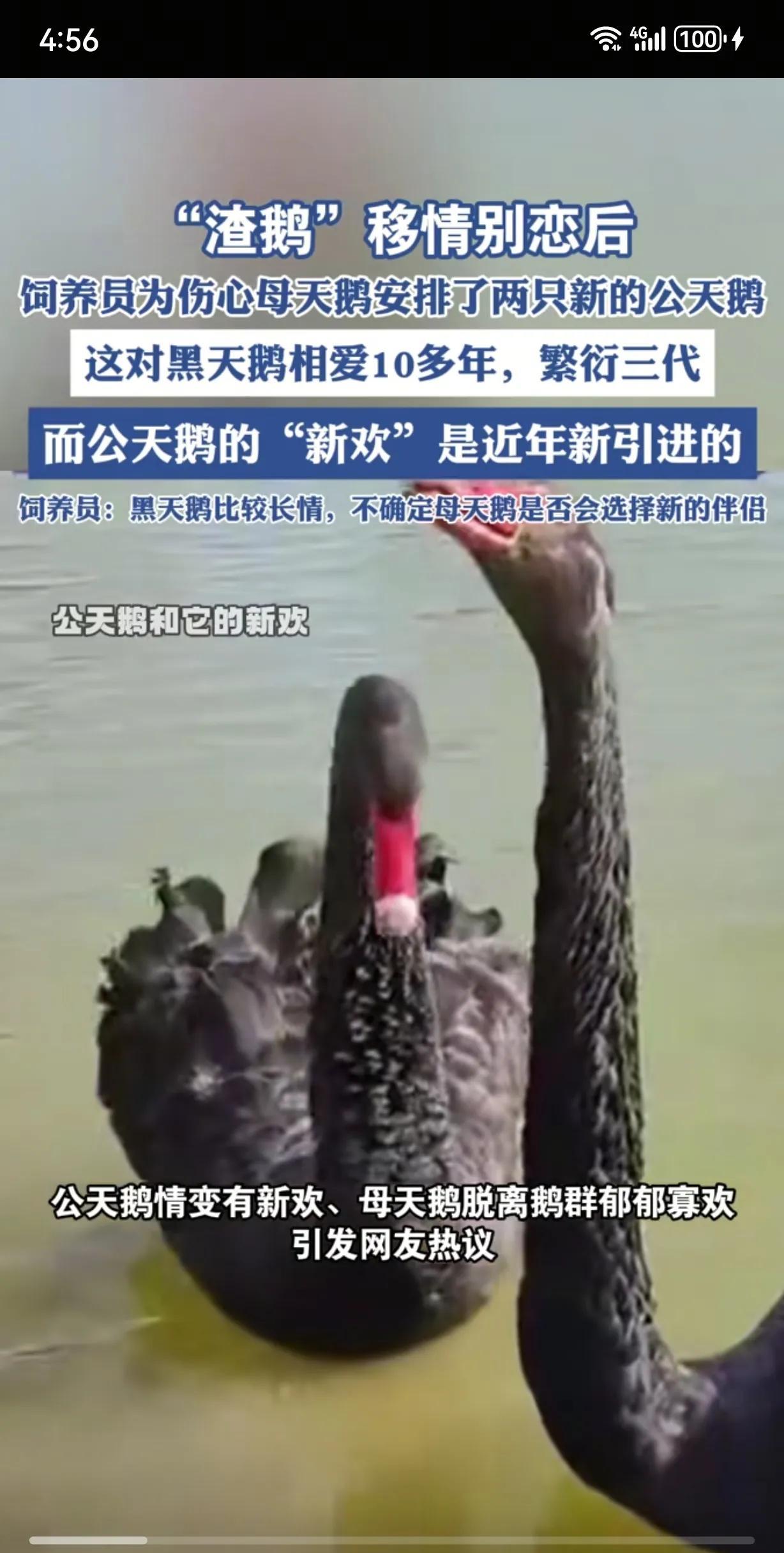 公园里，相伴十几年的公黑天鹅爱上了刚刚引进的新品种母黑天鹅，它离开了原来的伴侣。