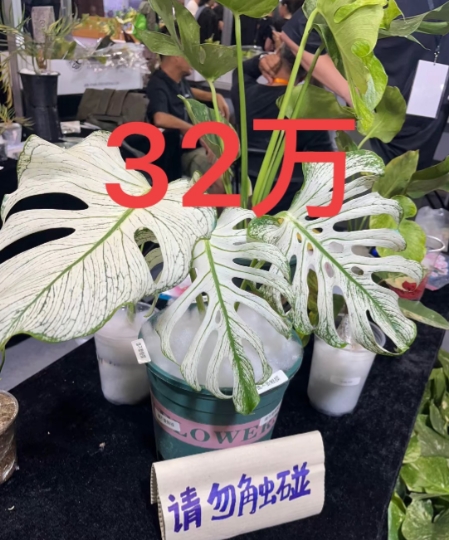 不怕富豪有钱，就怕富豪有钱还努力
曾舜曦说有一瞬间想回家继承家业
万万没想到，他