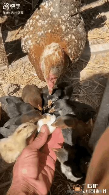 太残忍了，实在太残忍了！它竟然啃食同族……
