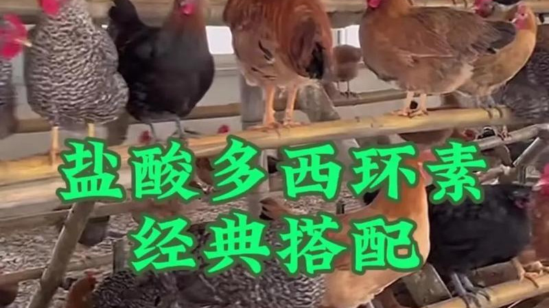 烤肉店鸡蛋抗生素超标百倍：舌尖危机，关乎你我！
