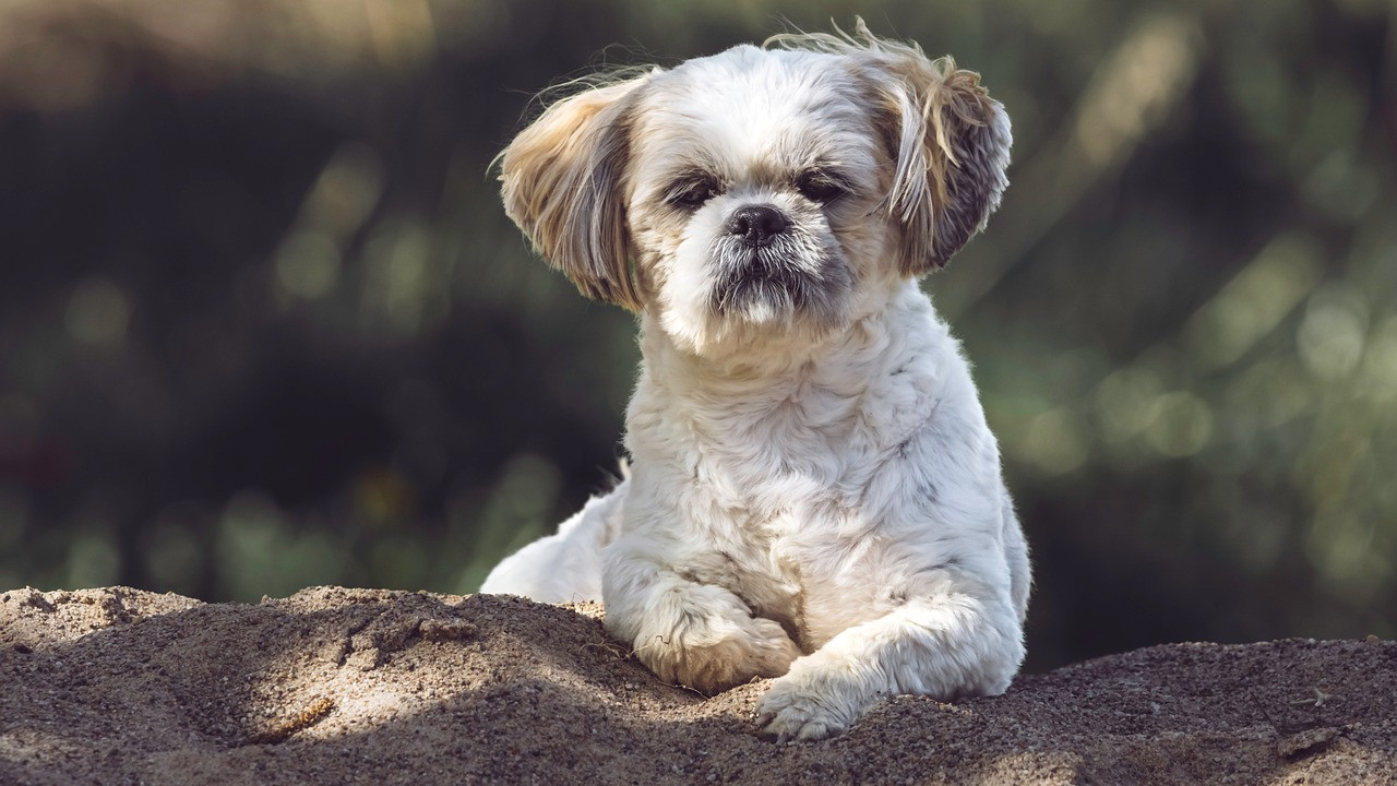上班摸鱼，是一种懈怠，还是一种调节？