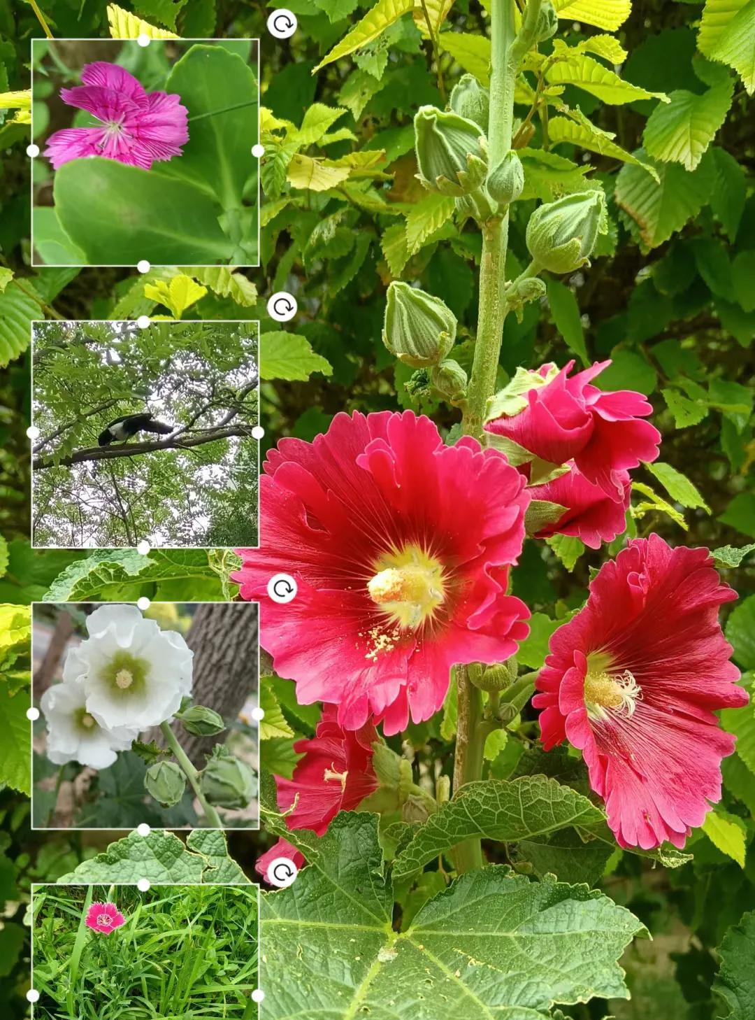 #分享一张随手拍的花。#
和风煦煦，穿着花边裙的石竹花在晨风中摇曳生姿；夏阳融融