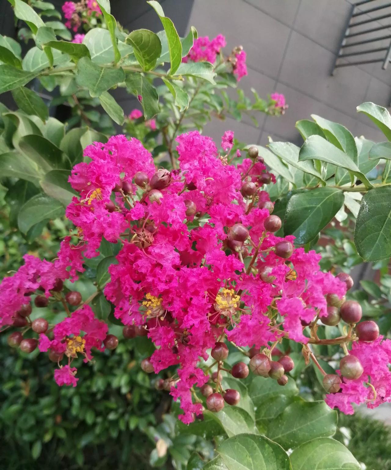 花坛里的花