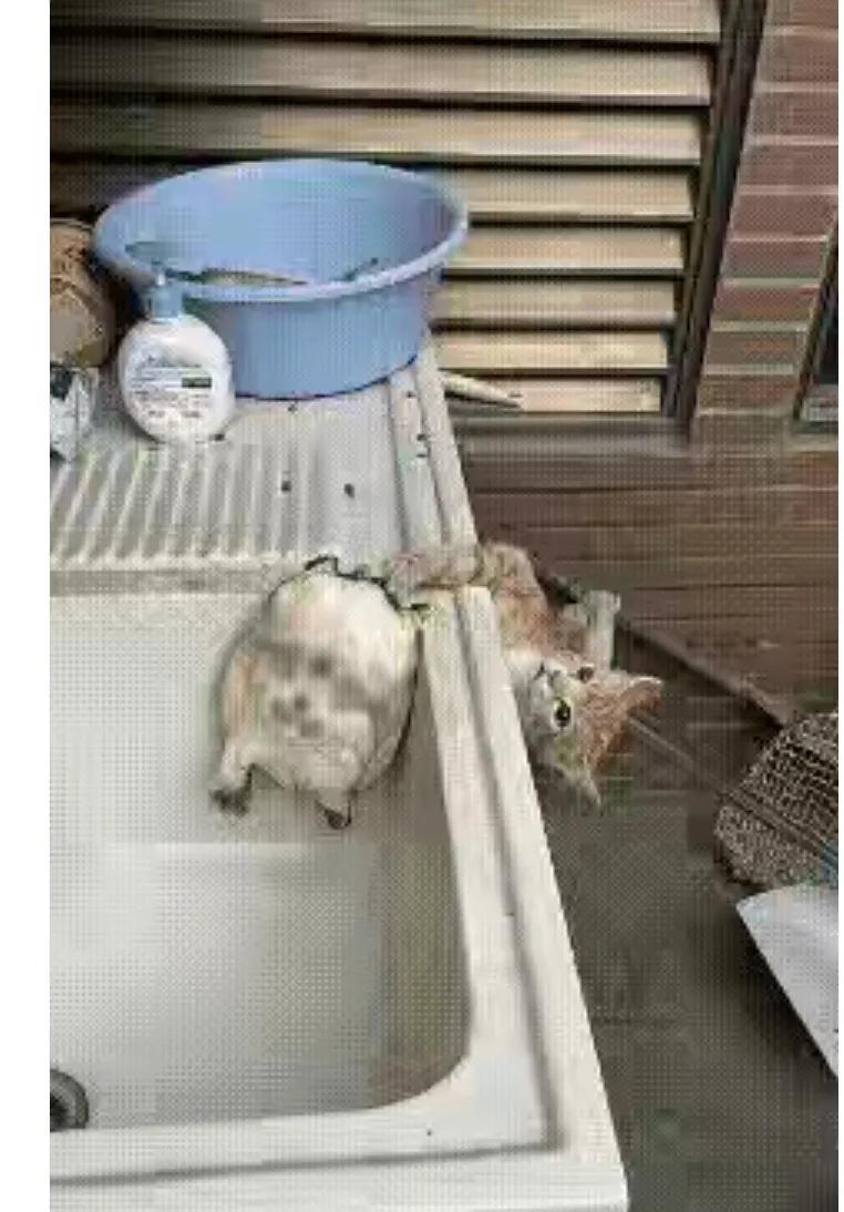 今儿一大早跑去早市，一眼就瞅中只活力满满的甲鱼，美滋滋想着回家能大饱口福。把甲鱼