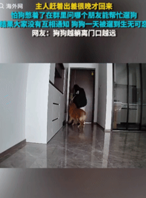 “笑发财了！”安徽一狗主人早上赶着出差，很晚才会回来，怕狗在家无聊，就在群里问哪