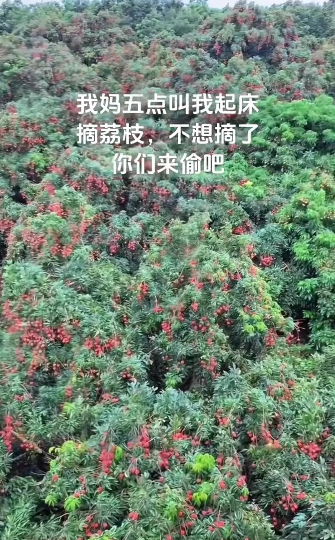 “我妈5点叫我起床摘荔枝，
不想摘了，你们来偷吧”。
这成片的荔枝园，
双广的老