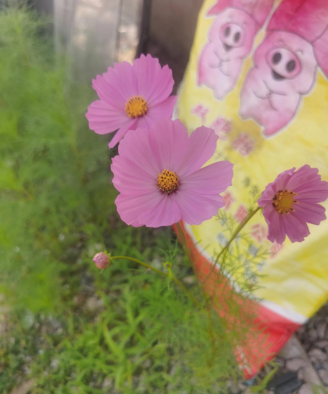 #分享手机里的花花草草#