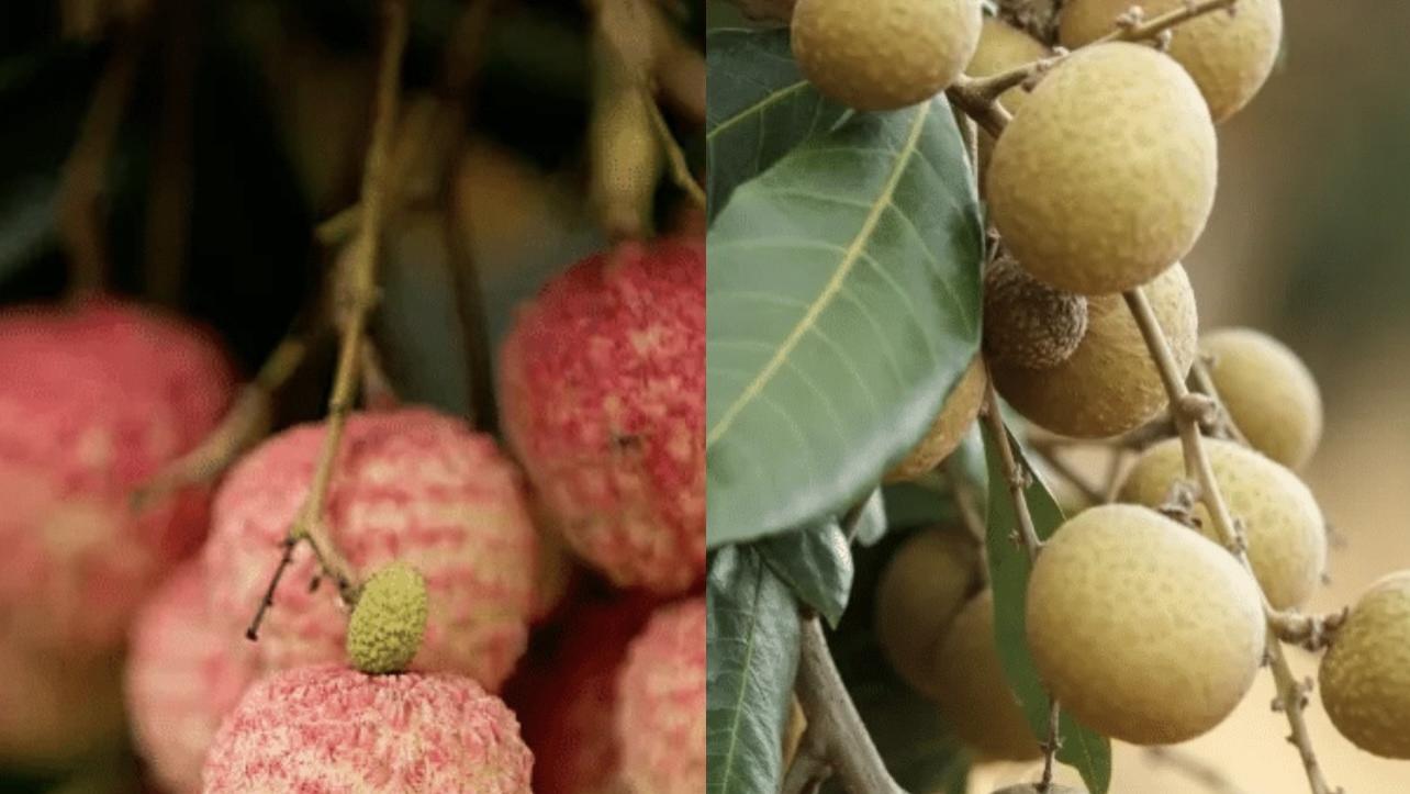 这种水果，最耽误孩子长高，几乎每家都买过，赶紧停下！