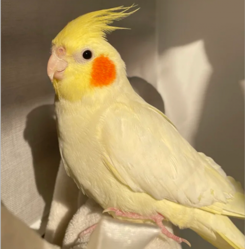 玄凤拉绿色稀便怎么办？先搞懂这几点