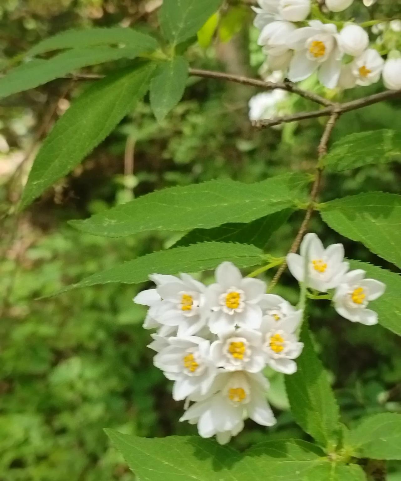 #分享随手拍摄的树木和花草照片#