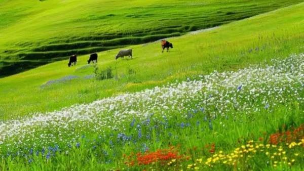 词6首曲2首联7副：格律诗词清肺腑，人文蔚起赖承传