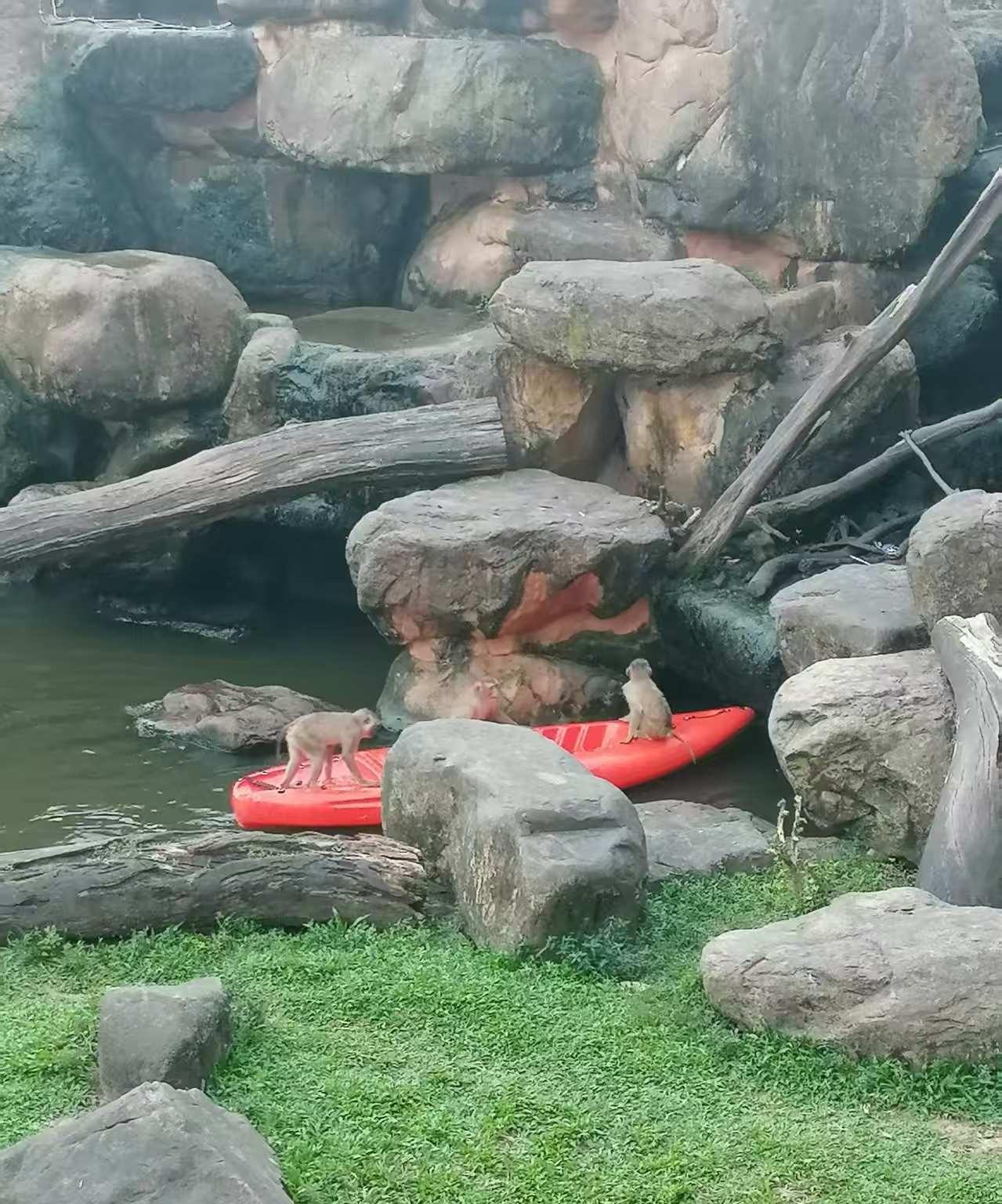 #秋日生活打卡季#假期在动物园拍的猴子。