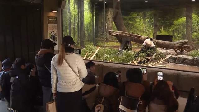 日本熊猫时代谢幕，44年情缘终须一别