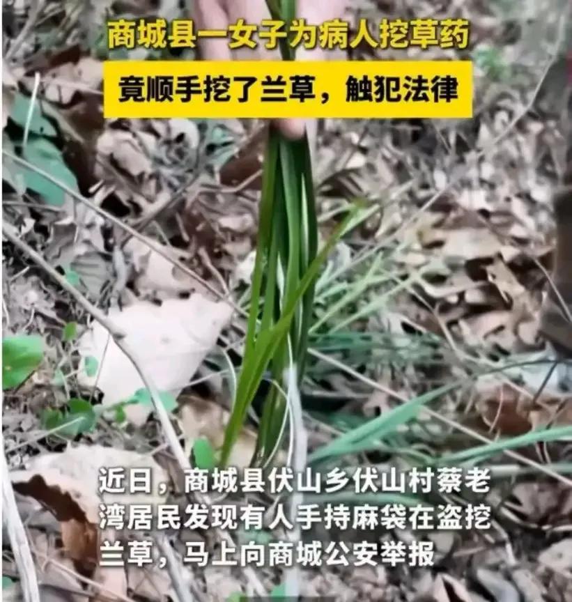 在信阳商城县，一名女子因在山中挖掘兰草而被警方查处，瞬间引发了公众的热议。她原本