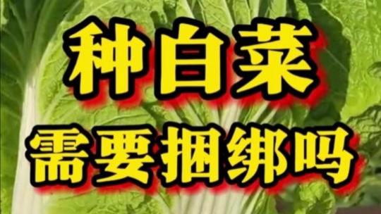 白菜到底要不要绑？什么时候绑最合适？绑白菜有哪些好处？