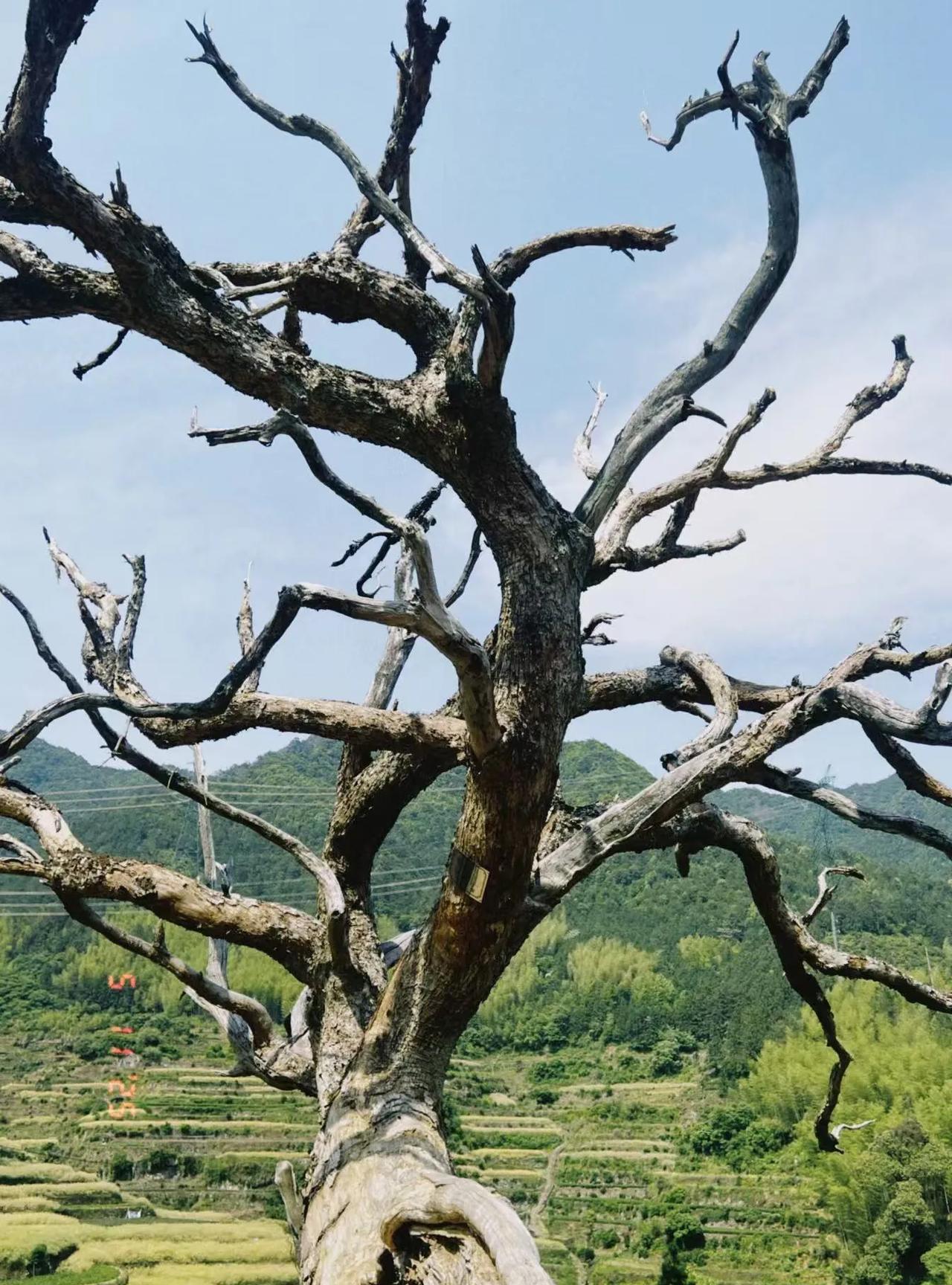 真是怪了！这棵300年的苦槠树，尽管主干和树枝早就干枯了，可树干却屹立不倒。
“