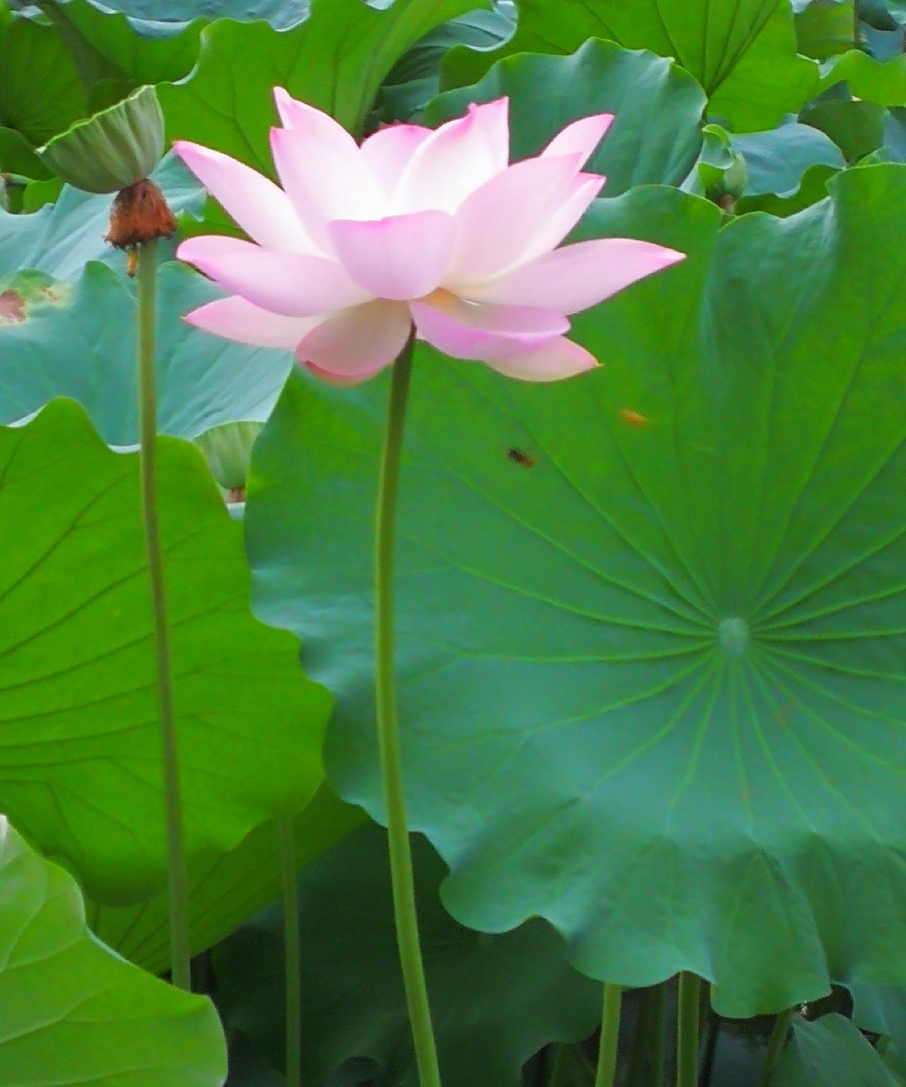 #分享你随手拍的花#
夏日荷花