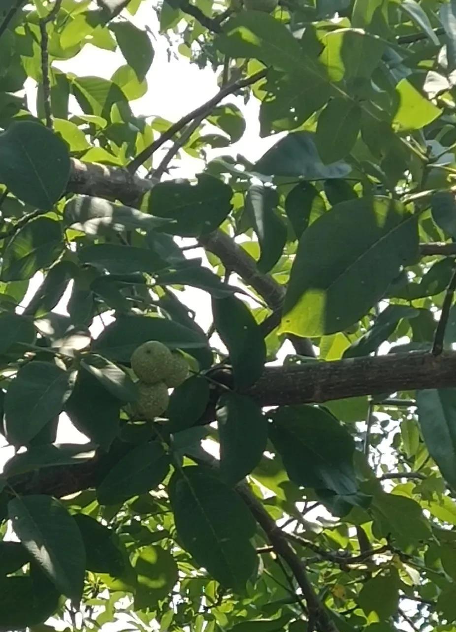 中午时分，天空下了10分钟的雨，本来气温不算太闷的，谁知下过雨后，反而变得闷热不