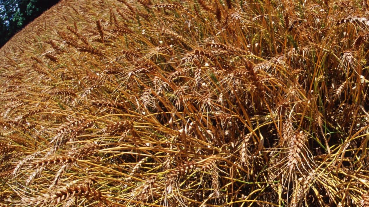 30天甘蔗甜如歌，施肥要合理，四川达州，甘蔗巴人之甜