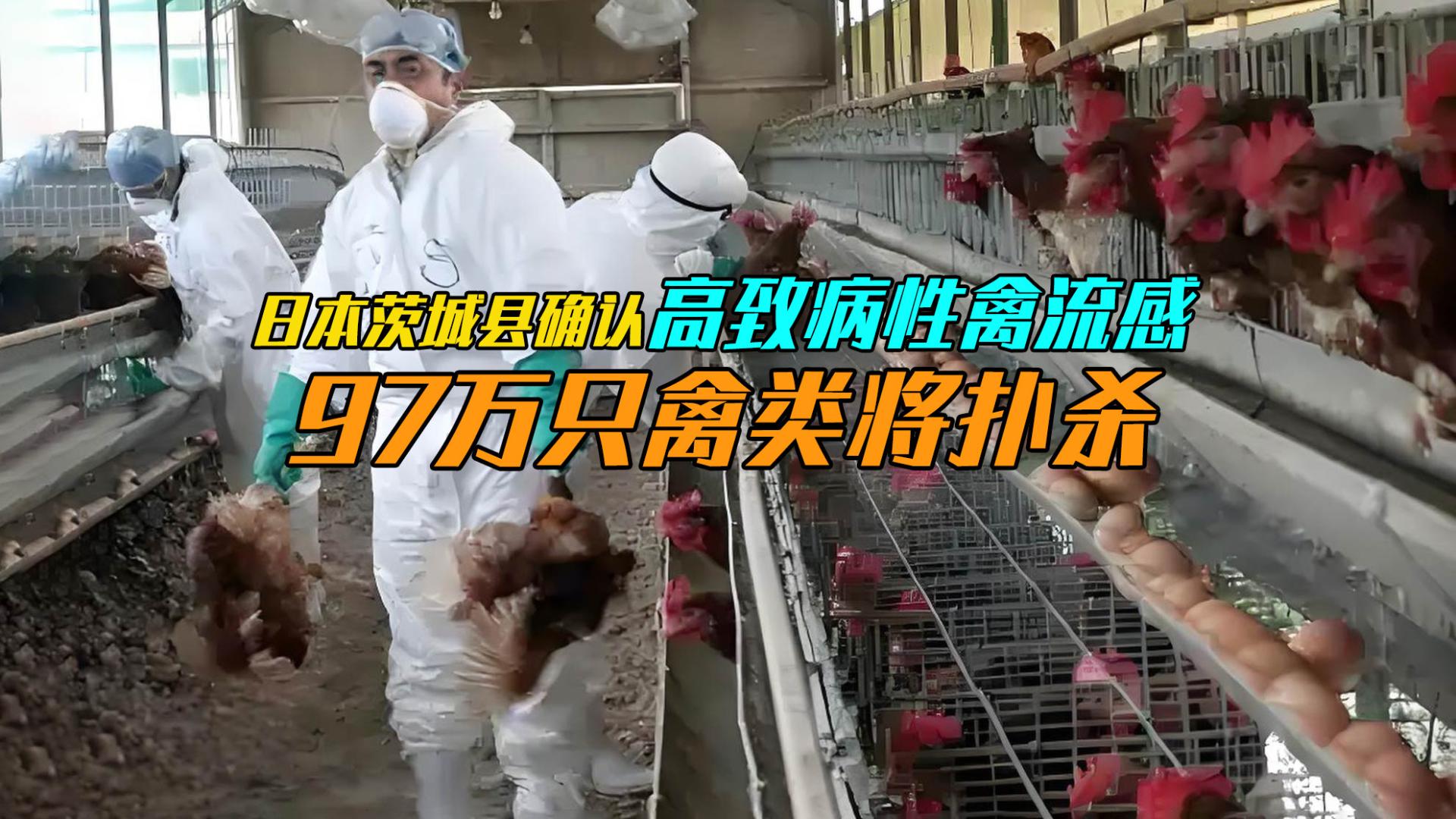 日本茨城县确认高致病性禽流感疫情！97万只禽类将扑杀