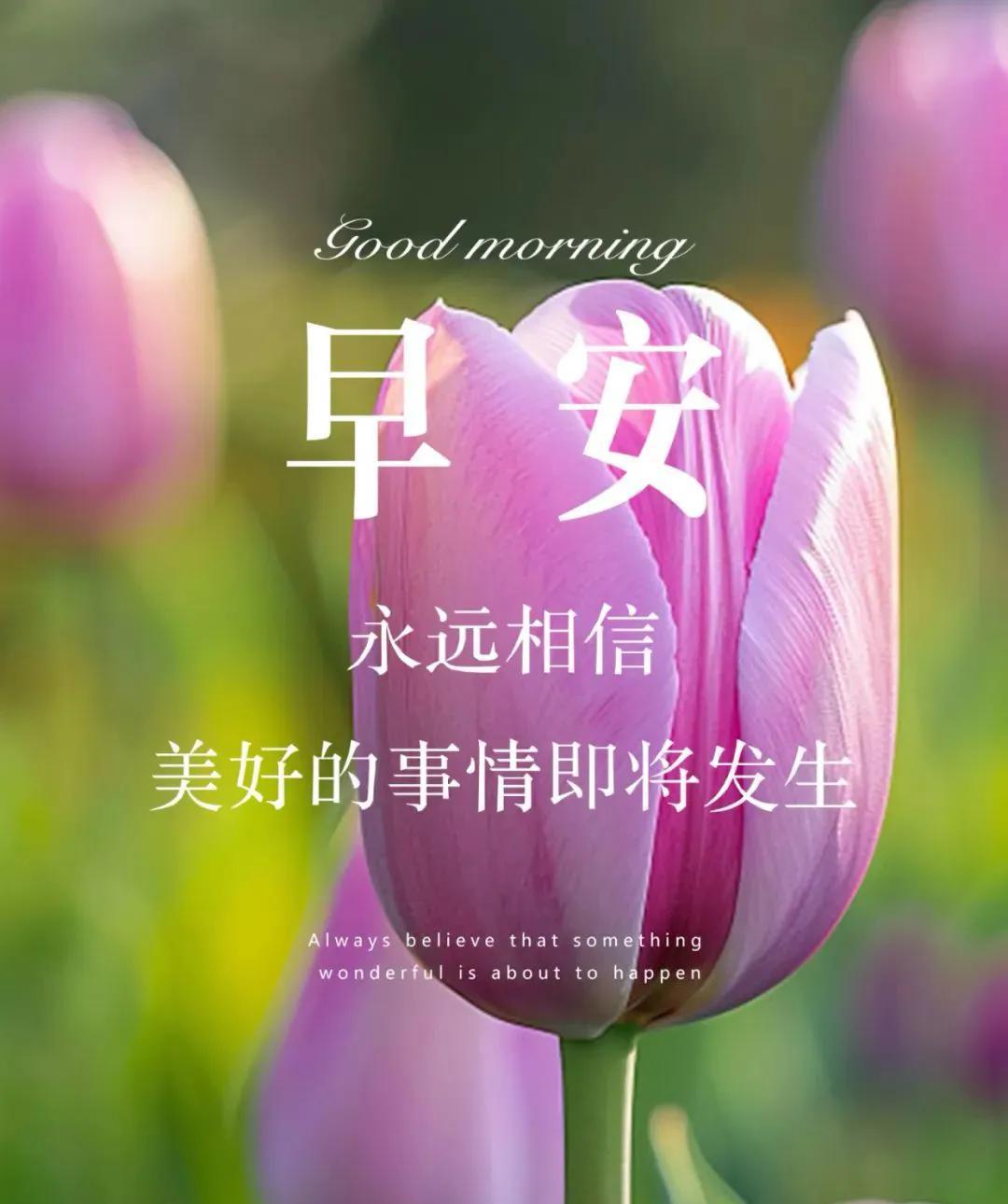 《晨晓寄愿》
朝晖轻洒晓光融，新日初临意韵浓。
静夜归宁心向暖，良辰启幕梦如虹。