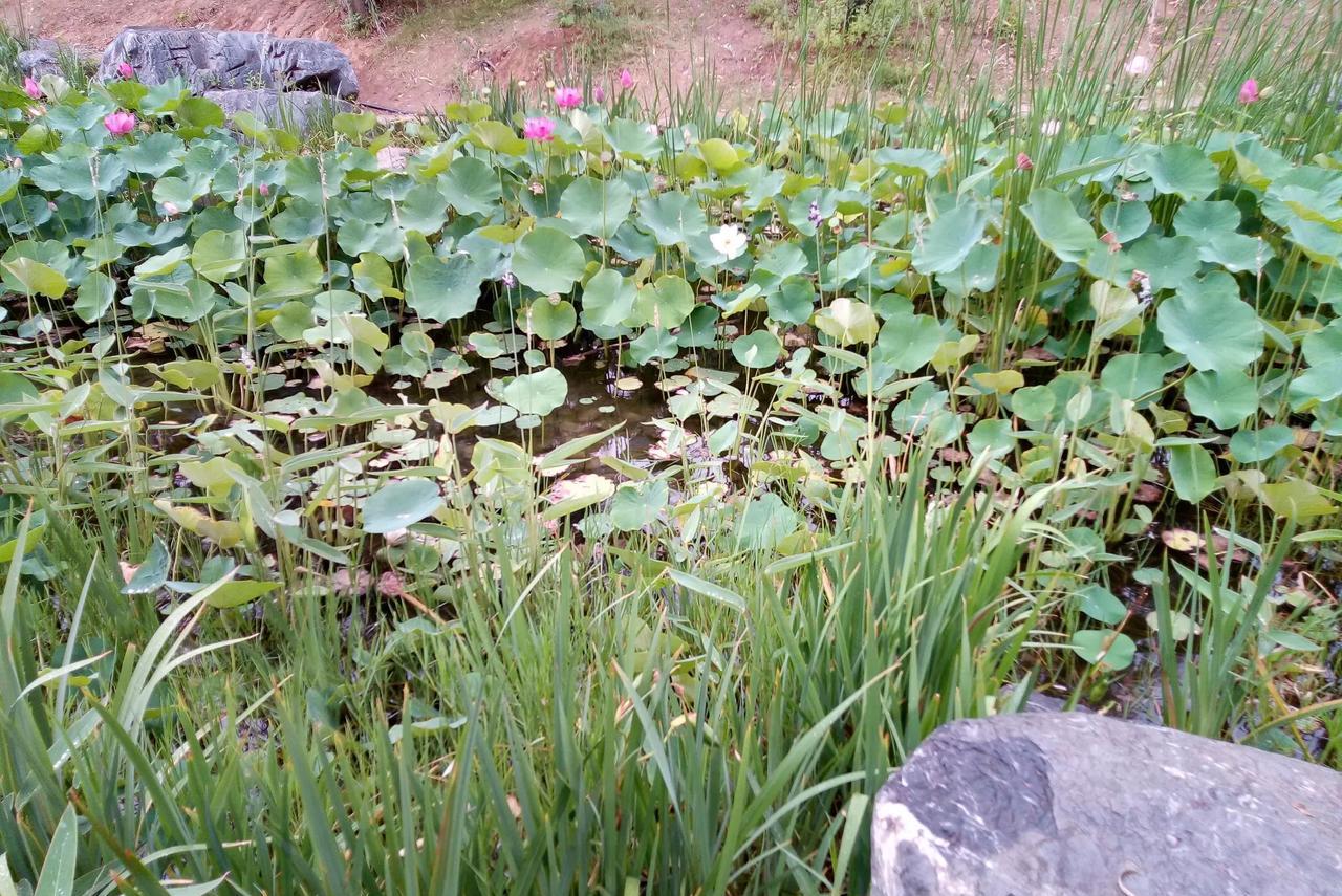 夏日荷塘，粉荷点缀，绿意盎然，静享自然之美。