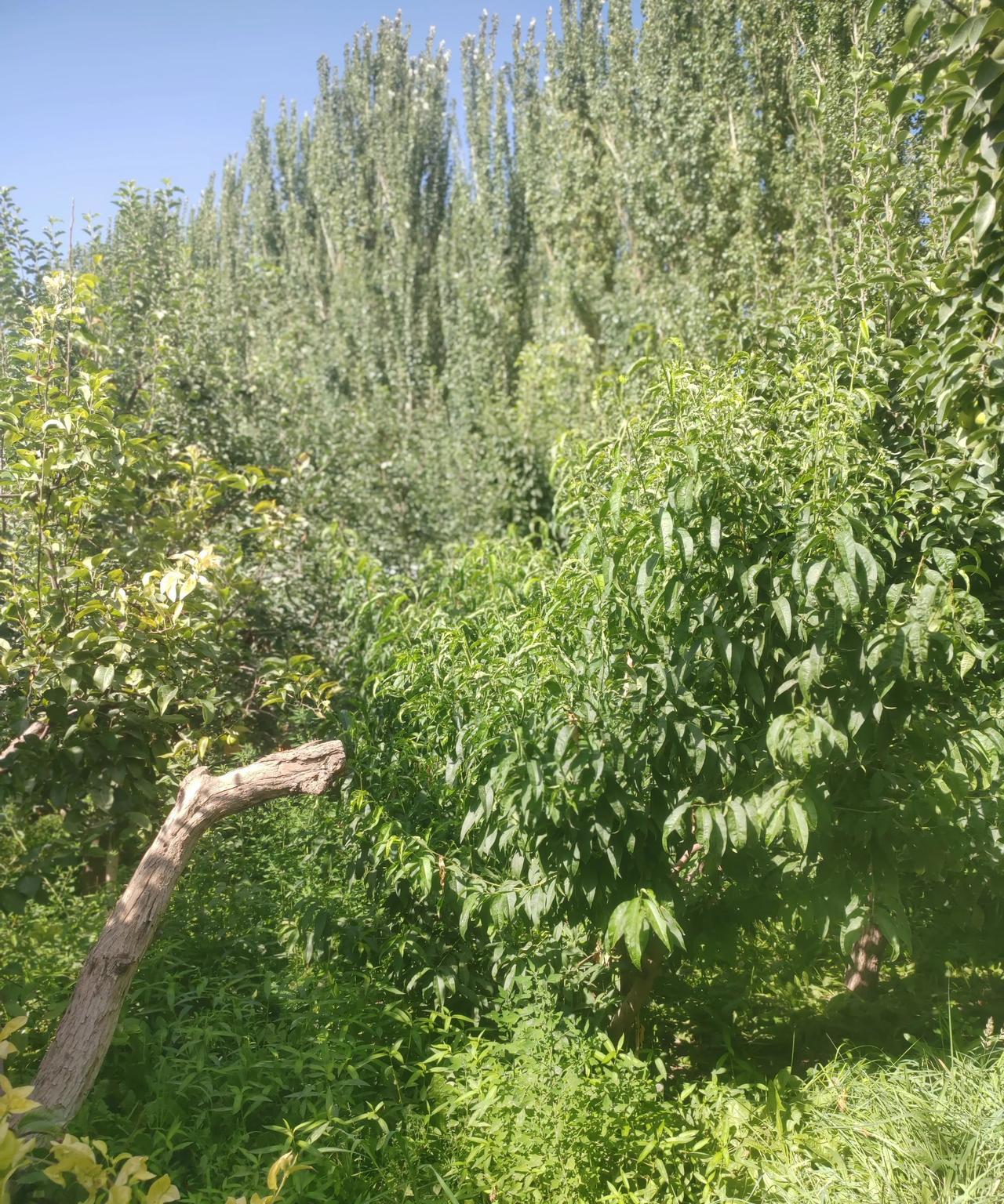 阿克苏是一座特别奇怪的城市
就拿这个天气来说
太阳下面热的汗水直流
但房子里面和