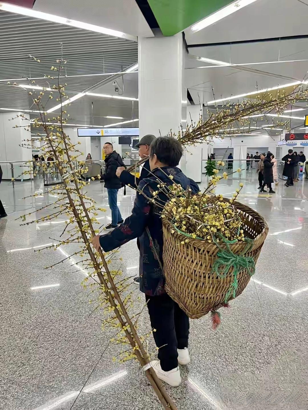 地铁站遇香花求问品种与栽种