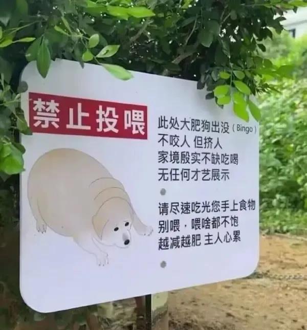 大肥狗出没，越喂越肥，主人心累