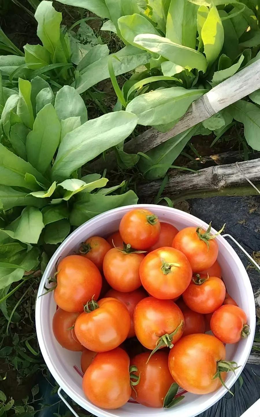 《题租赁菜园收获》
赁得芜园几丈方，荷锄晨夕理青秧。
茄垂紫佩枝添韵，柿挂红灯蔓