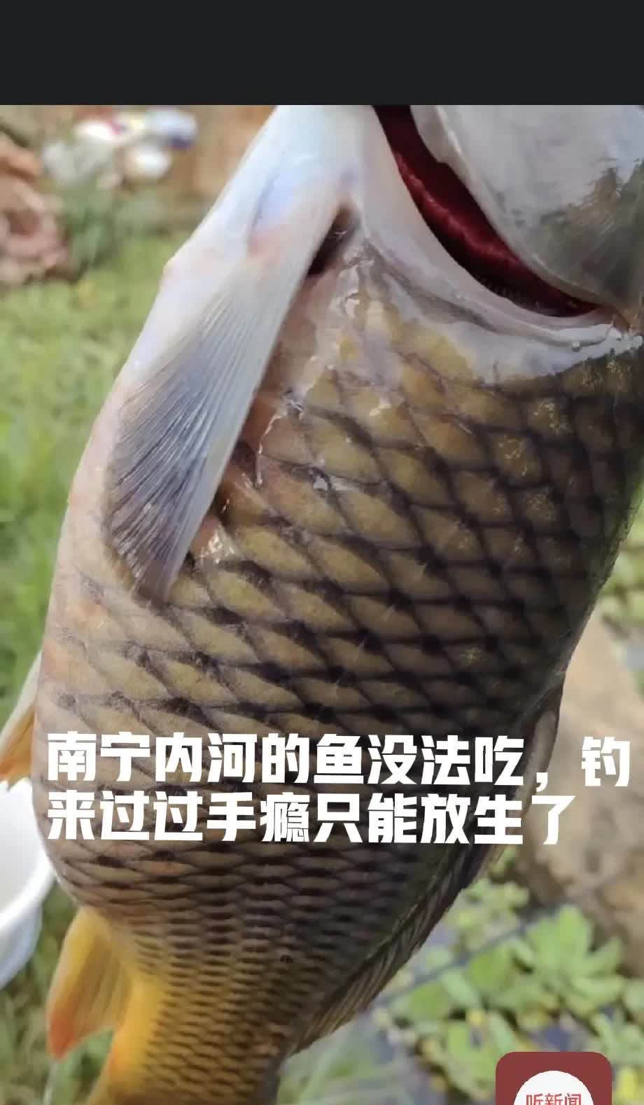 南宁河里的鱼没法吃，不管是大河小河邕江还是八尺江 ，里面的鱼都有一股煤油味，辛辛
