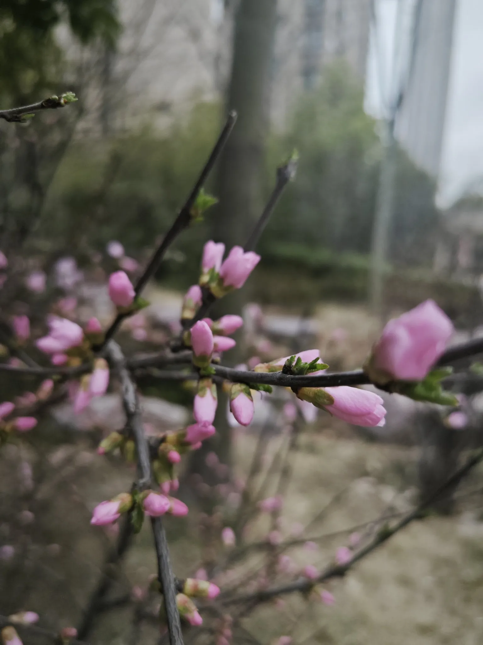 男方在彩礼面前分文不让，致使女生绝望：我们8年的感情啊！网友说：我家也是儿子，我