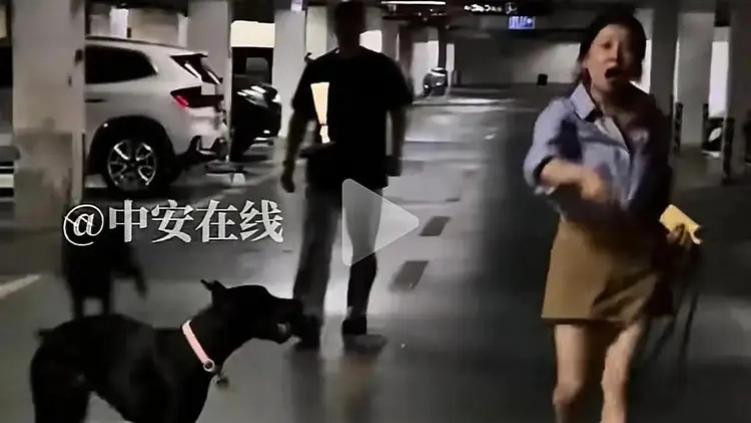 江苏女狗主人引公愤！两只杜宾犬未牵绳吓到孩子，反而恶狠狠怒骂