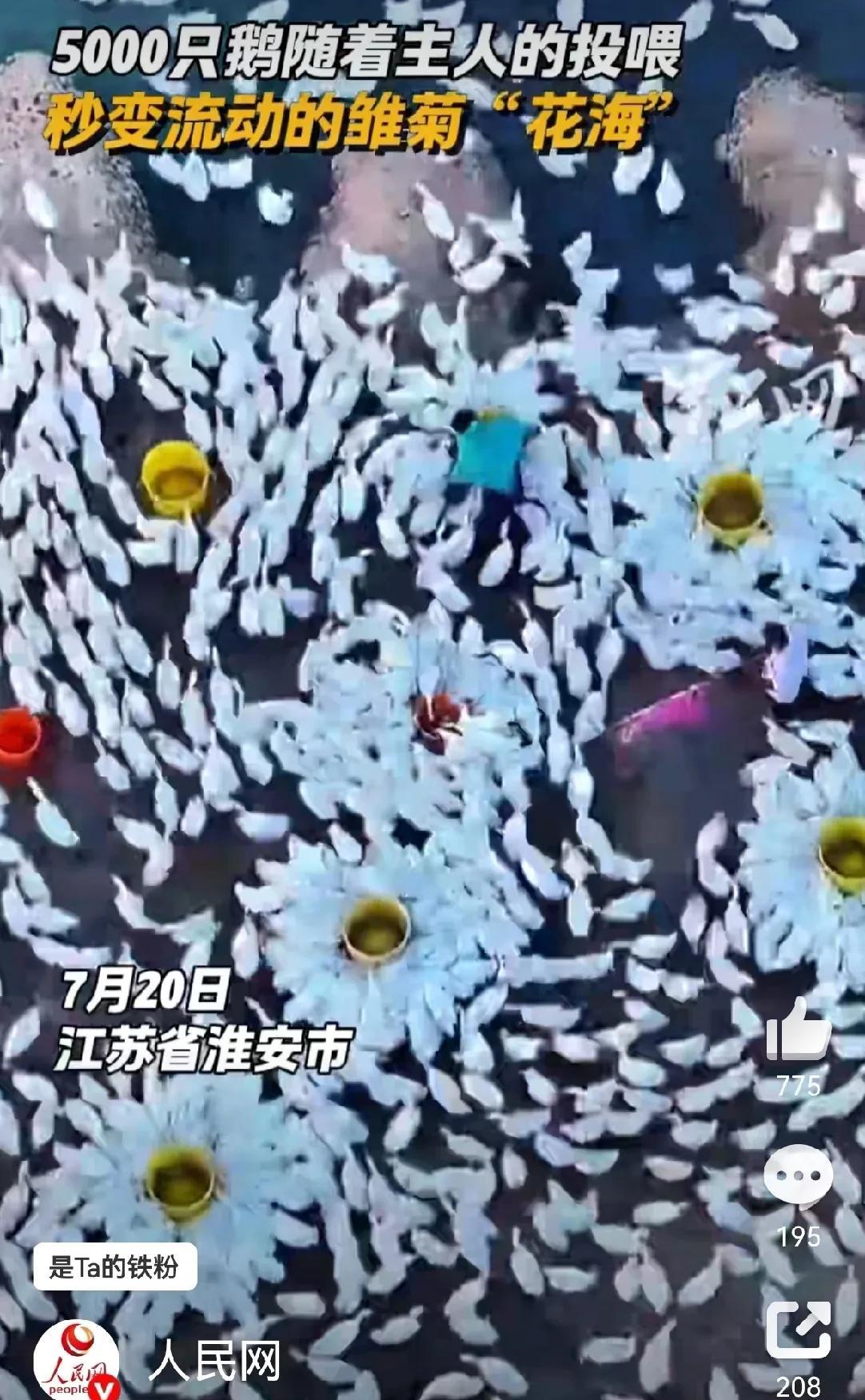 当“花痴”遇到“密集恐惧症”
看图，像不像一朵朵盛开的美丽的花朵？
其实这是一只