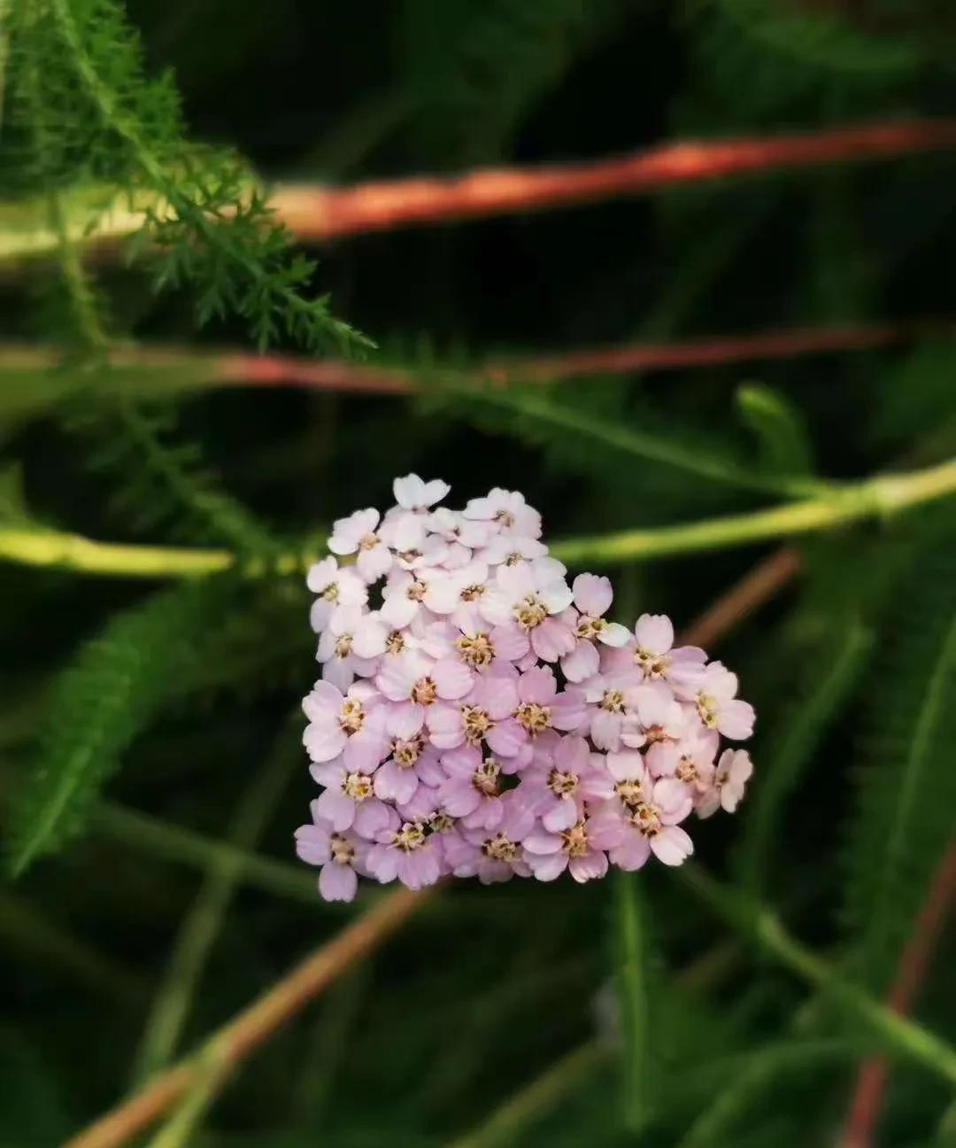 #一张图记录我家的天气情况#今日份早晨~凉爽