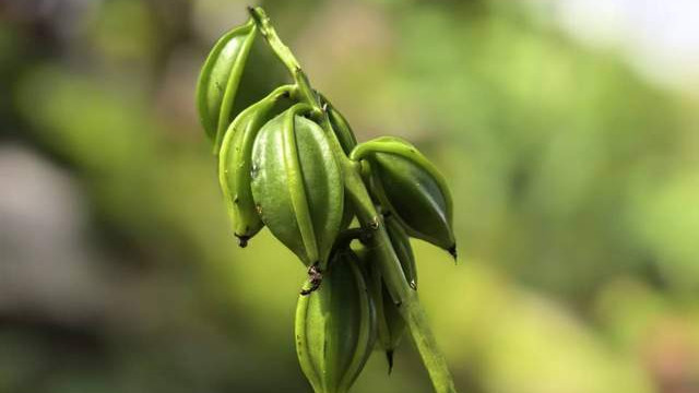 西双版纳冬日里的绿意与温柔