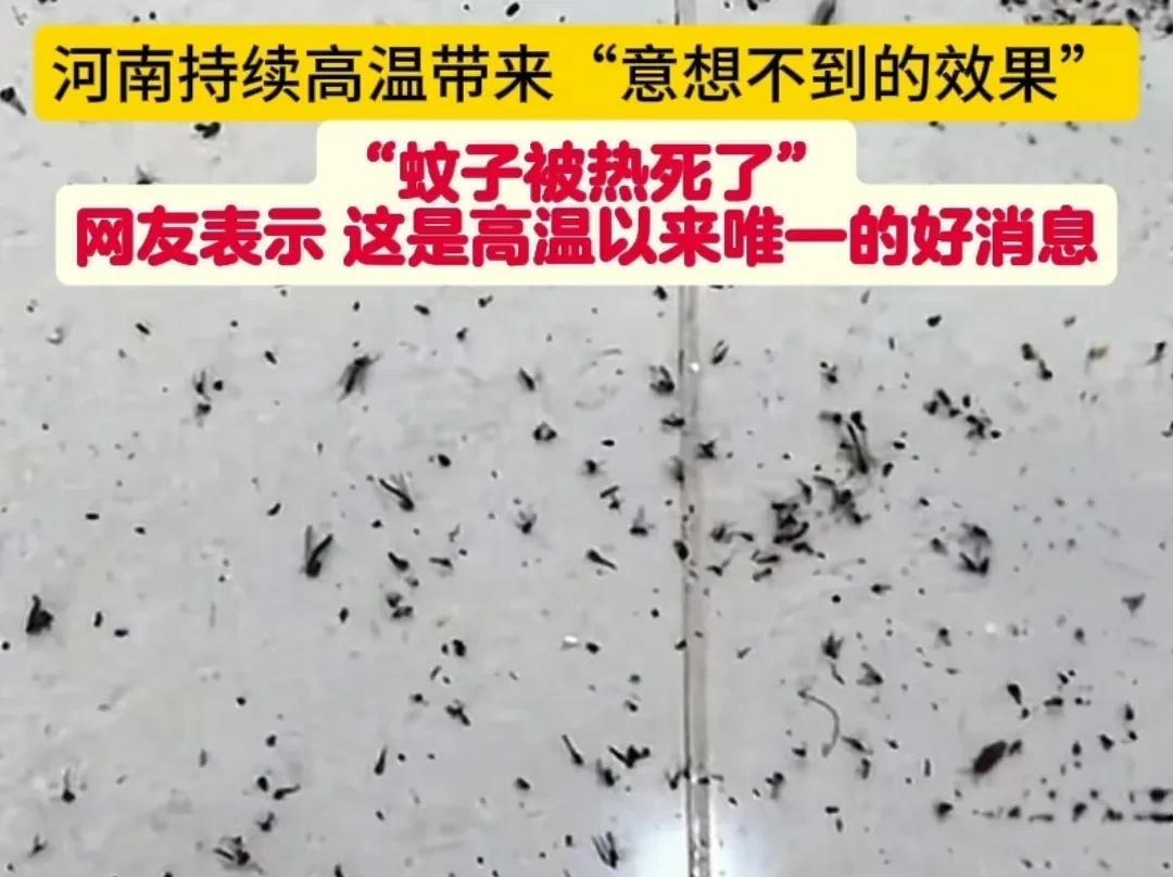 近日，刷到河南因为持续高温居然把大量蚊子热死啦！
话说，大家是不是宁愿被咬几口，