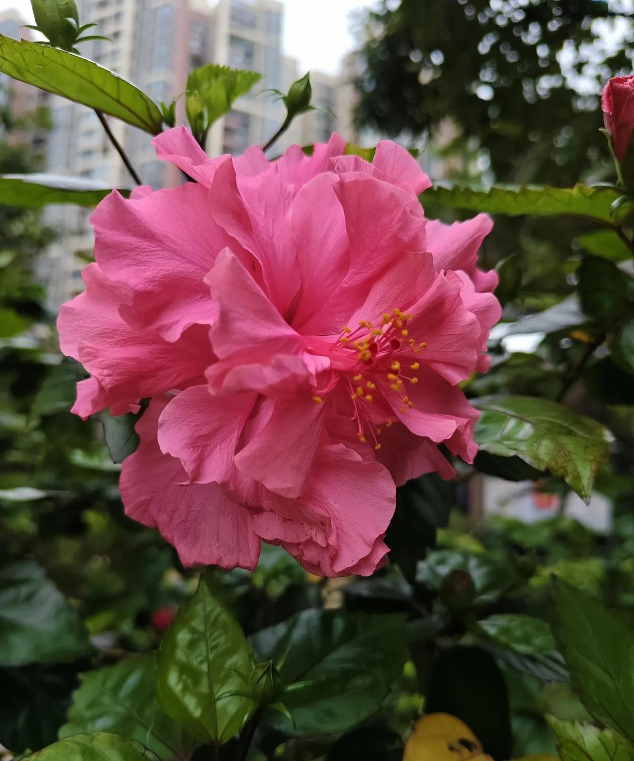前几天写的表姐女儿从湖南远嫁山西，彩礼8万娘家凑到10万给女儿都带回去了，参加婚