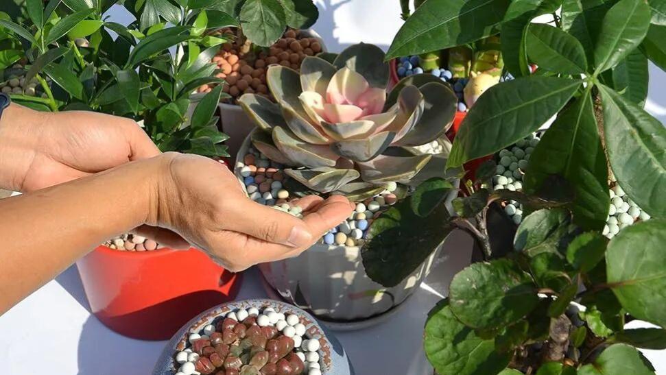 养花时陶粒别乱用，铺面和垫盆底都有讲究，看你又没用对