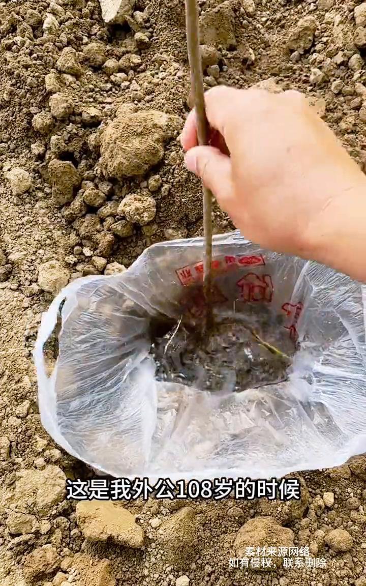 这样的种树方法能行吗？
这是我外公108岁的时候发明的种植方法。把树苗放入装水的