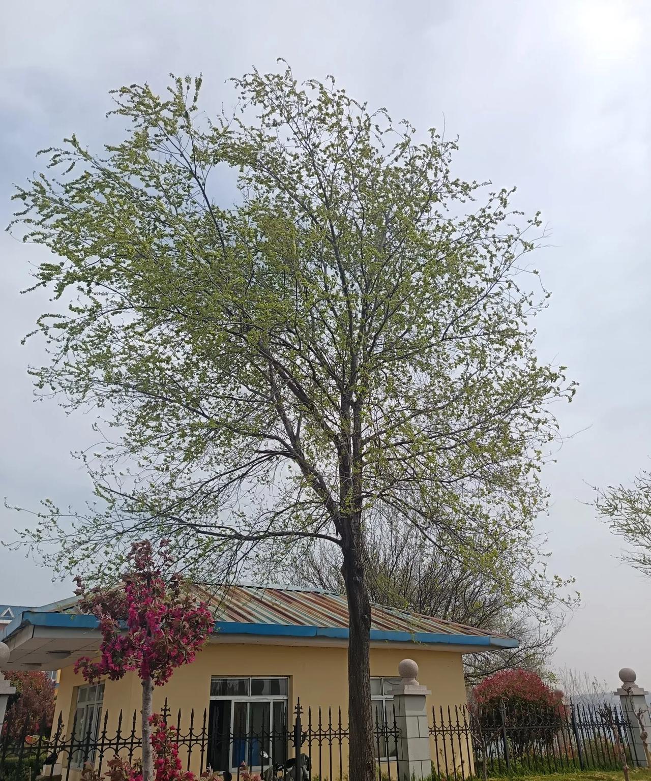 《榆钱儿又甜又黏牙，现在咋没人摘了？》
清晨推开窗，满院子都是榆钱儿的甜香。小时