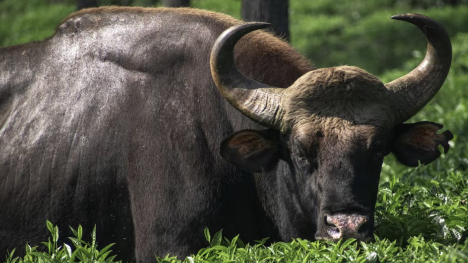 老美的AI才是真泡沫