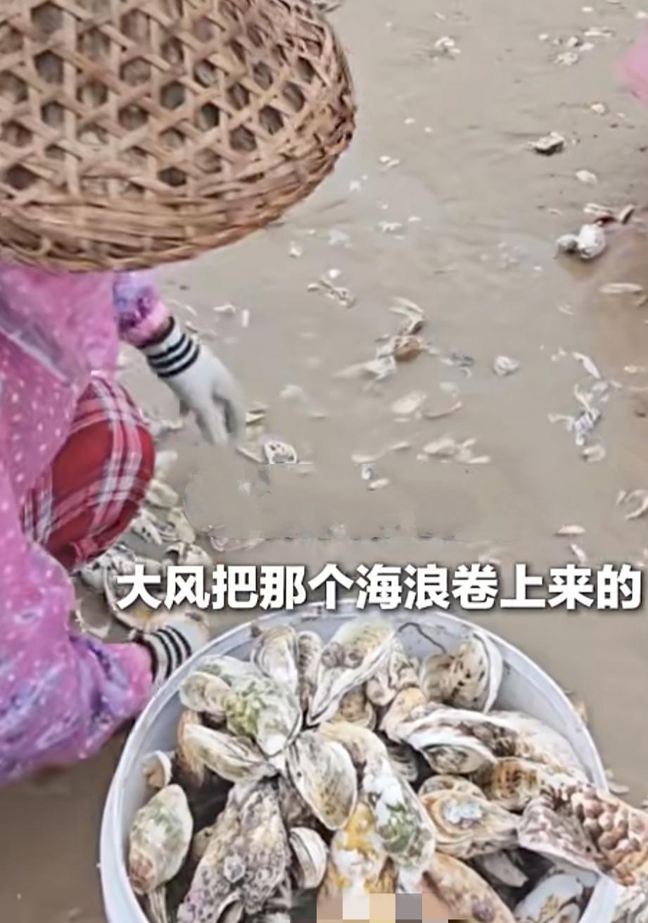 有人欢喜有人愁，福建漳州的海滩上，生蚝根本捡不完！
只要你有时间和体力，捡几百斤
