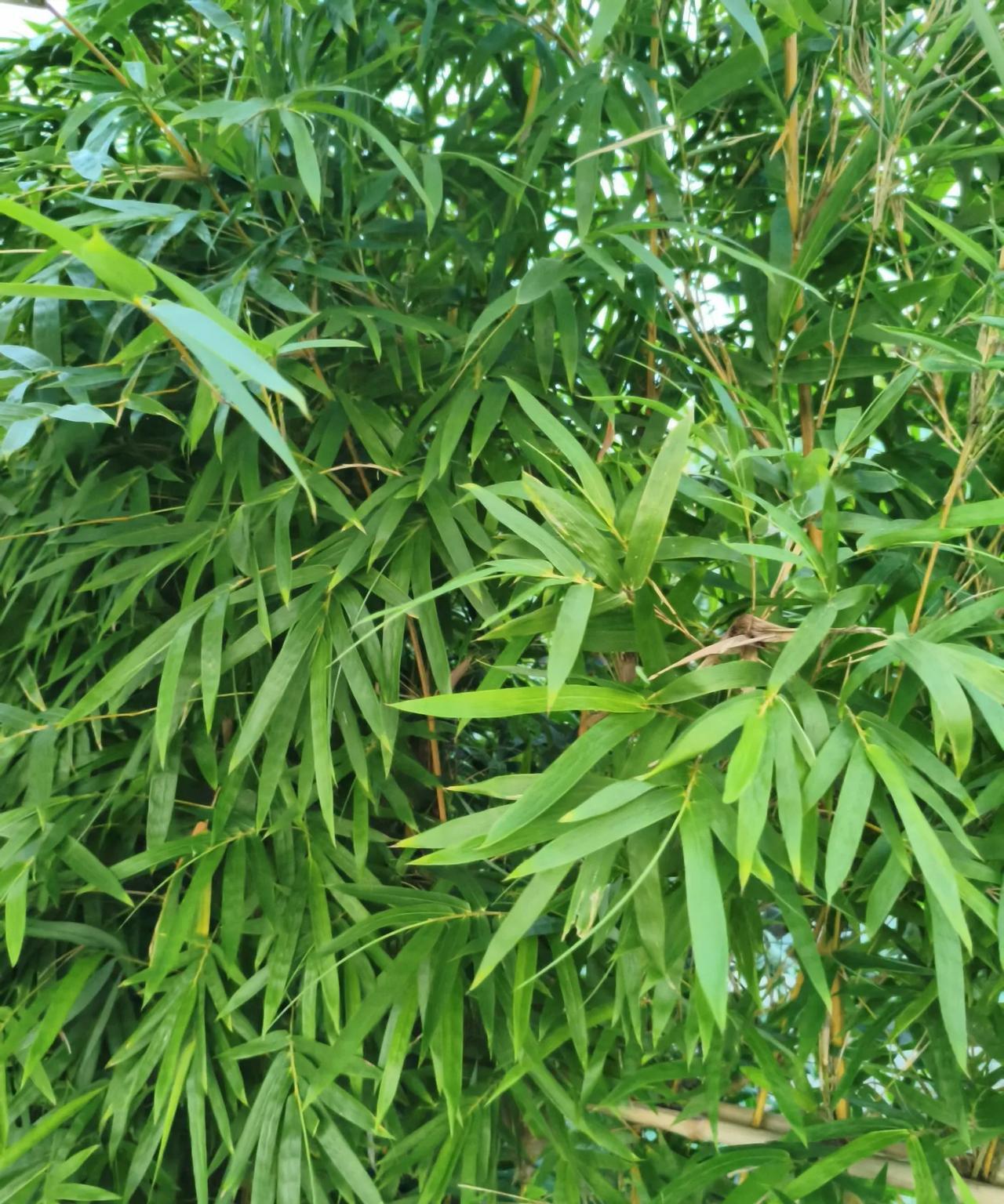 在论文写作上，天下间跟你思路一样的人有几个？如果一样，会不会重复率很高？昨天，表